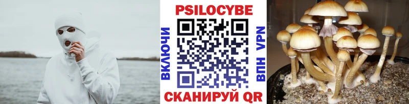 Псилоцибиновые грибы Psilocybe  Купить где  Кемь 